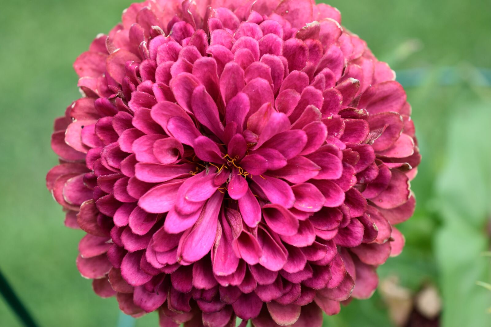 Nikon D3300 sample photo. Chrysanthemum, flower photography