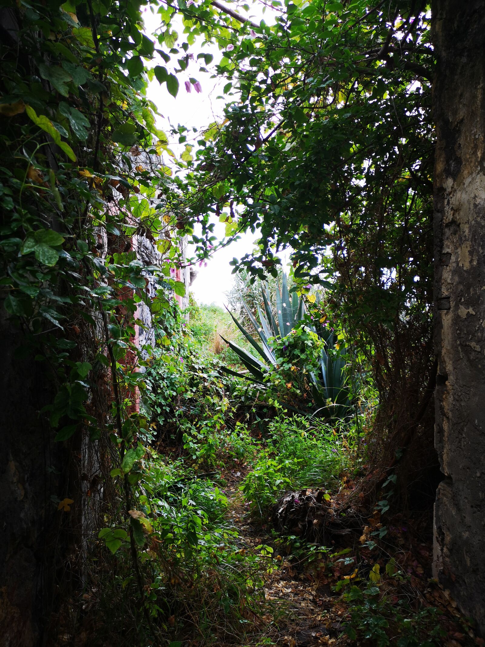 HUAWEI CLT-L29 sample photo. Ruins, old building, abandoned photography