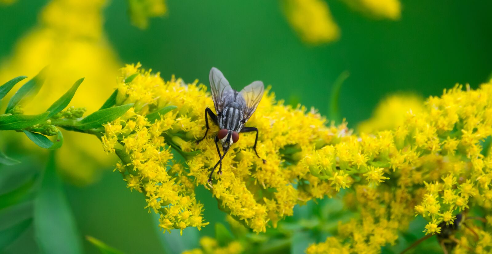 Sony Cyber-shot DSC-RX10 III sample photo. Fly, bluebottle, plant photography