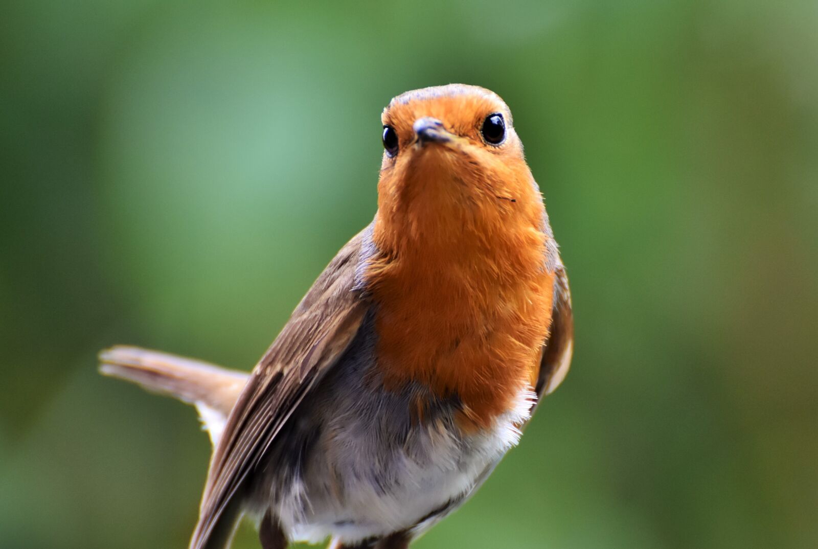 Nikon D7200 sample photo. Robin, bird, songbird photography