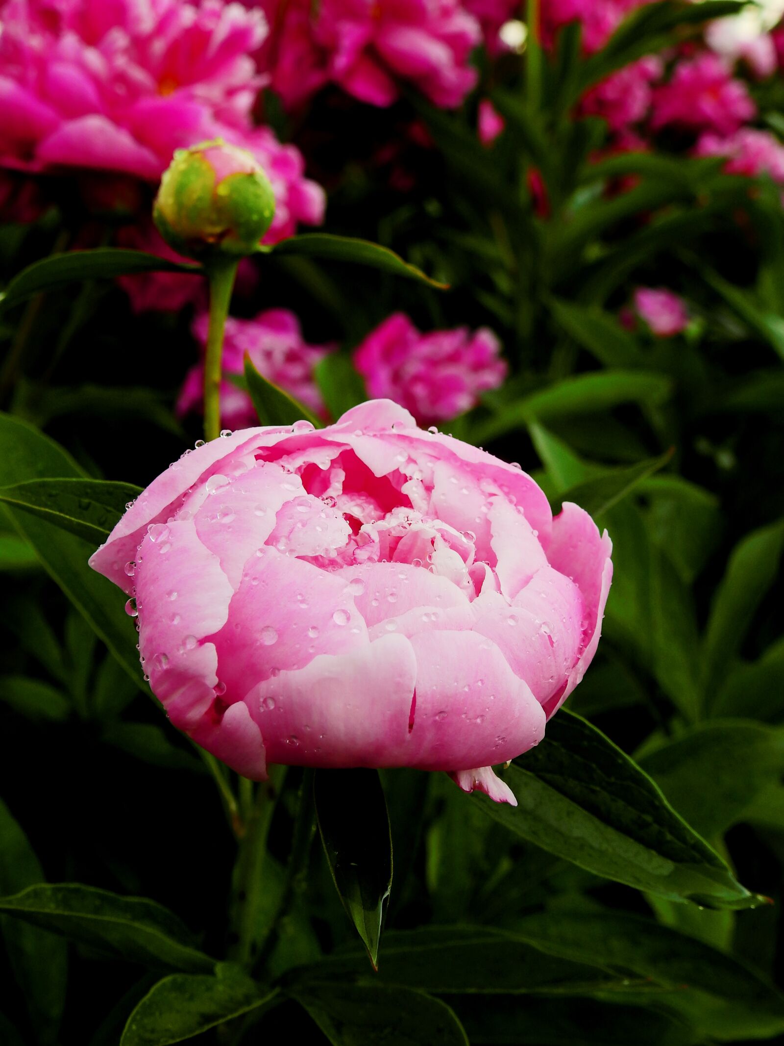 Nikon Coolpix P900 sample photo. Flower, blossom, bloom photography