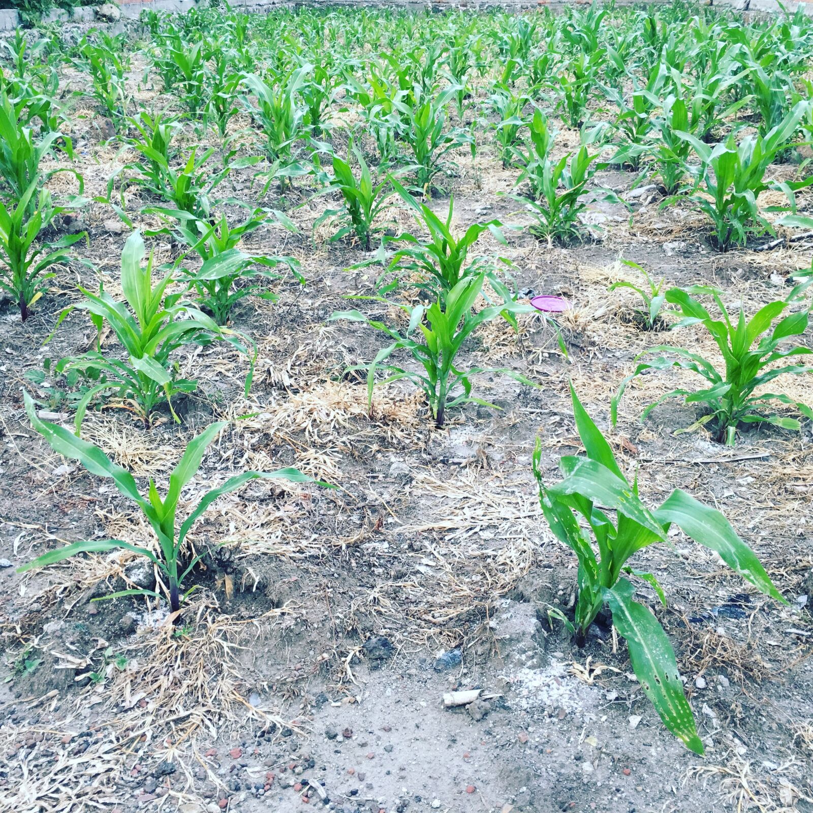 iPhone 6s Plus back camera 4.15mm f/2.2 sample photo. Corn, planting, field photography