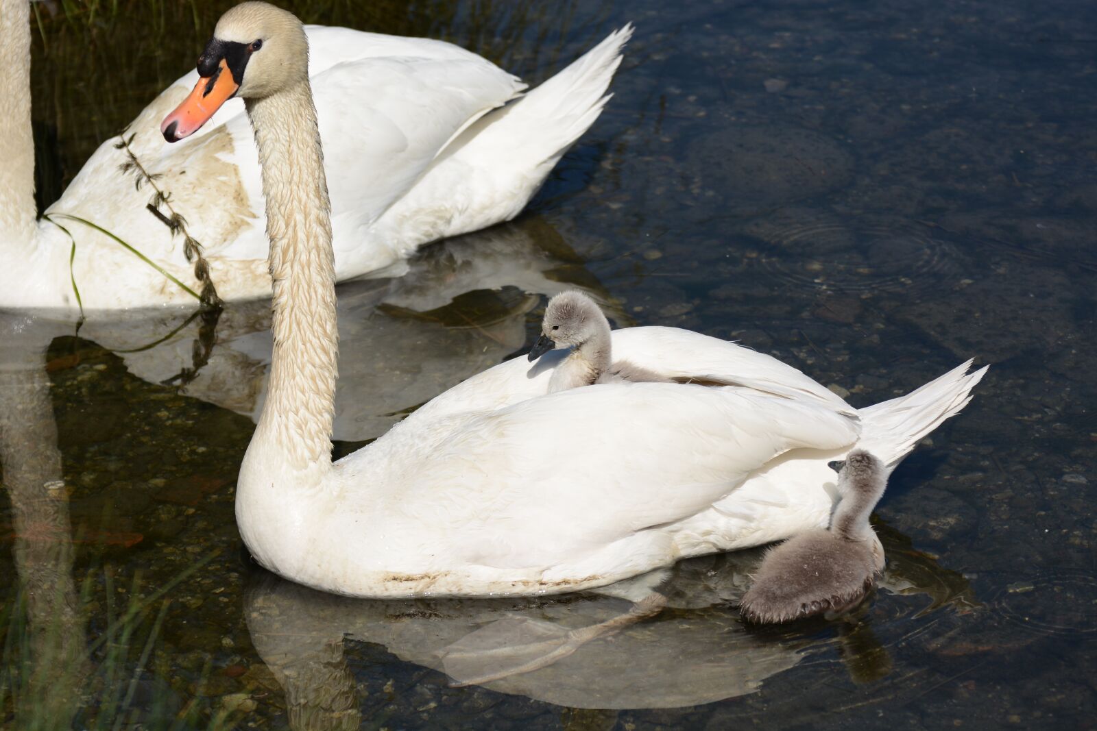 Nikon D7100 sample photo. Swan, birds, water photography