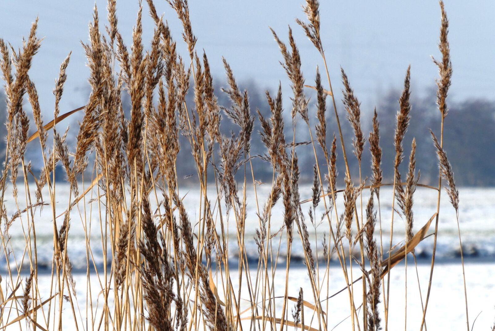 Panasonic Lumix DC-ZS70 (Lumix DC-TZ90) sample photo. Rietpluimen, winter, snow photography