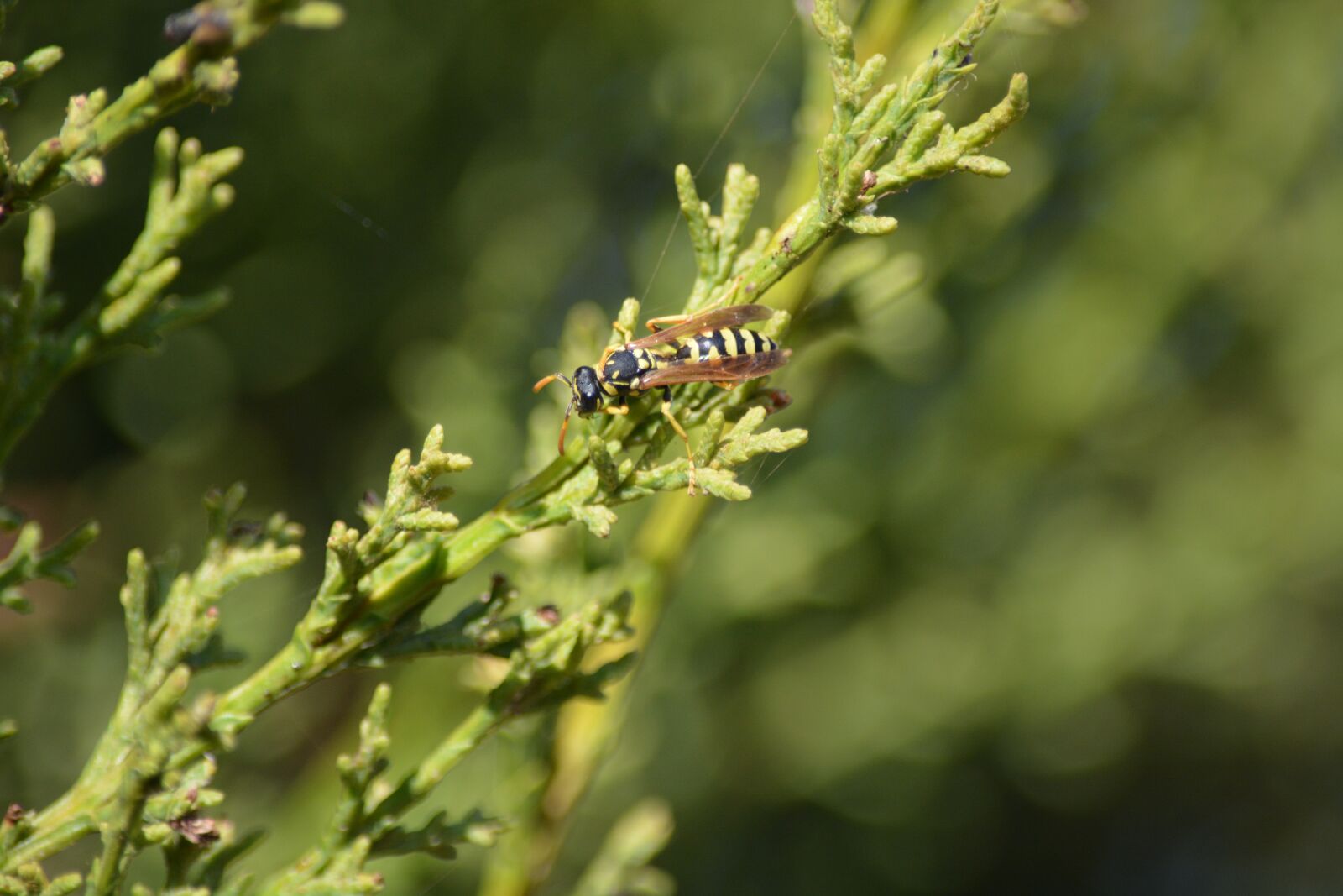 Nikon D5200 sample photo. Wasp, insect, sting photography