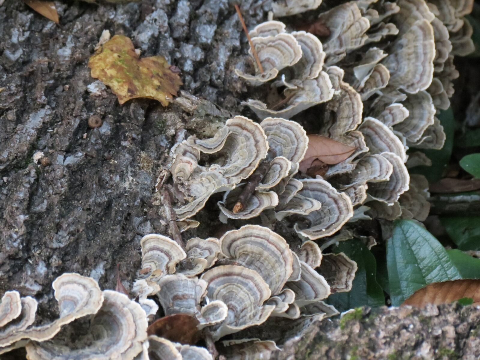 Canon PowerShot SX40 HS sample photo. Fungus, nature, wood photography