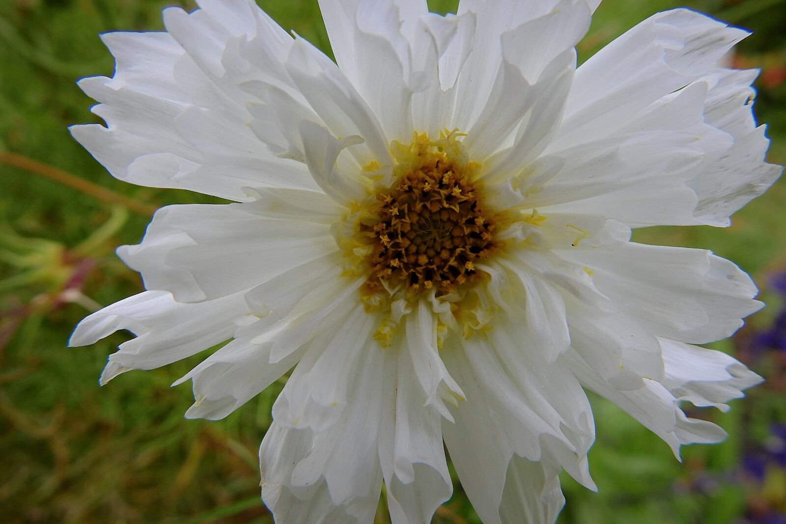 Nikon Coolpix P900 sample photo. Flower, white, nature photography