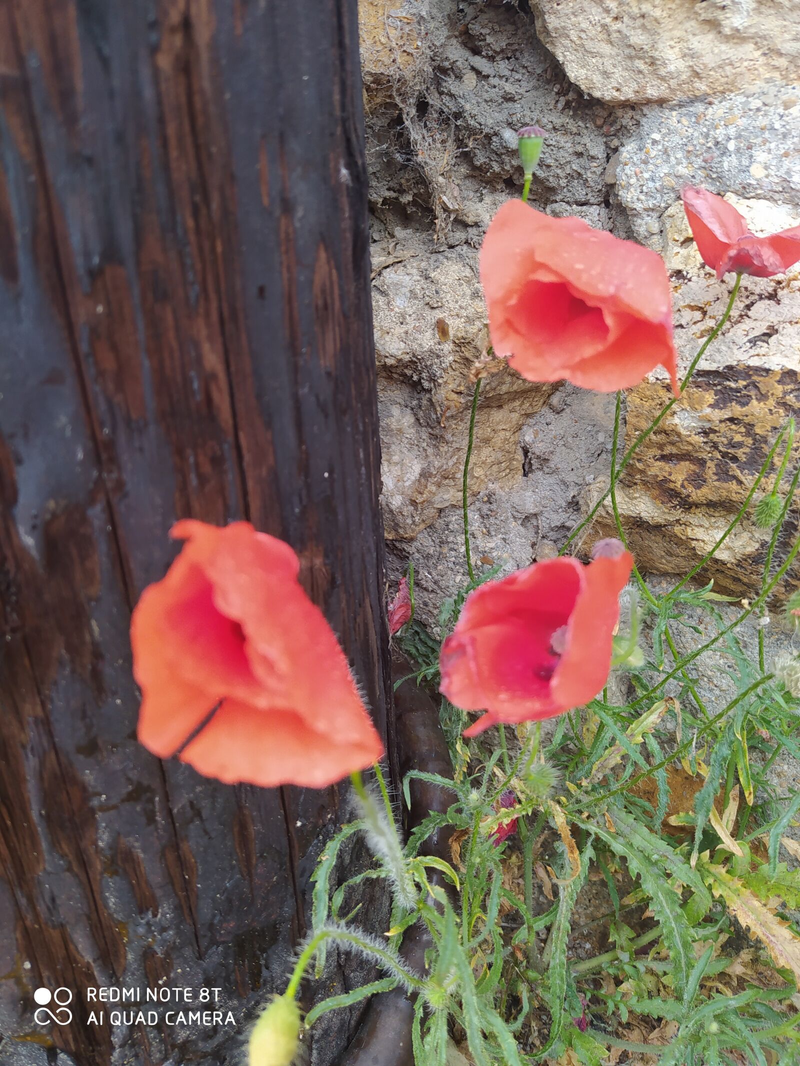 Xiaomi Redmi Note 8T sample photo. Coquelicot, flowers, town photography