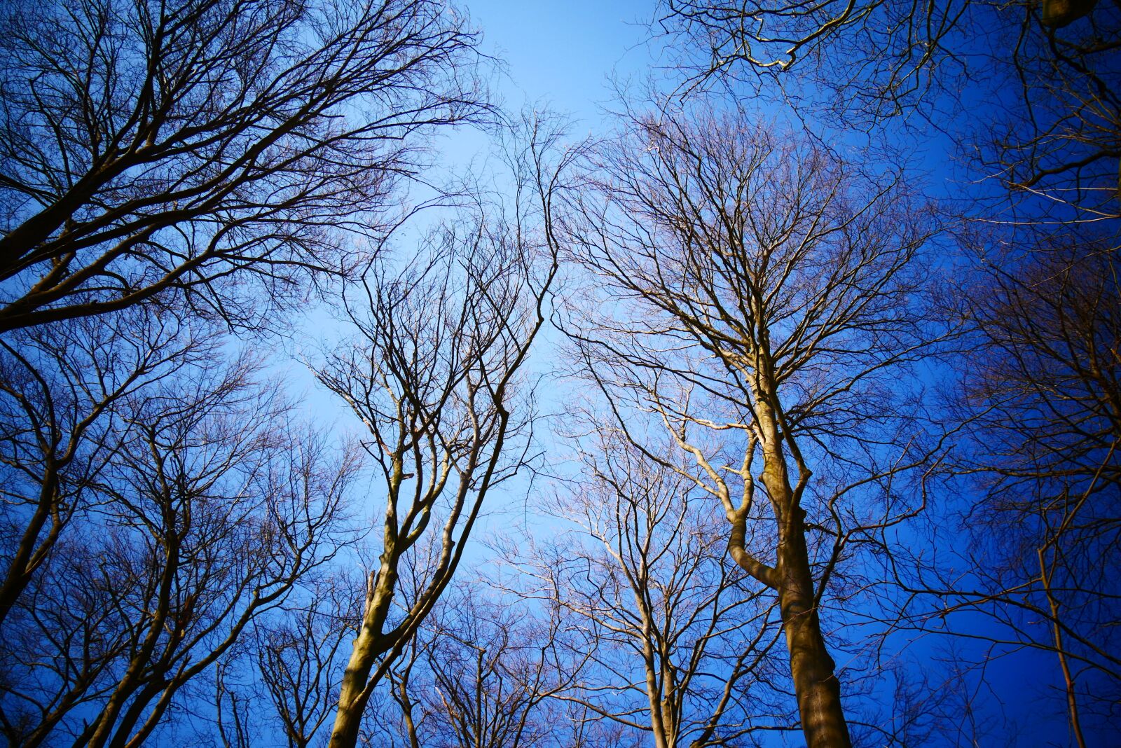 Panasonic Lumix DMC-G85 (Lumix DMC-G80) sample photo. Forest, forests, tree photography