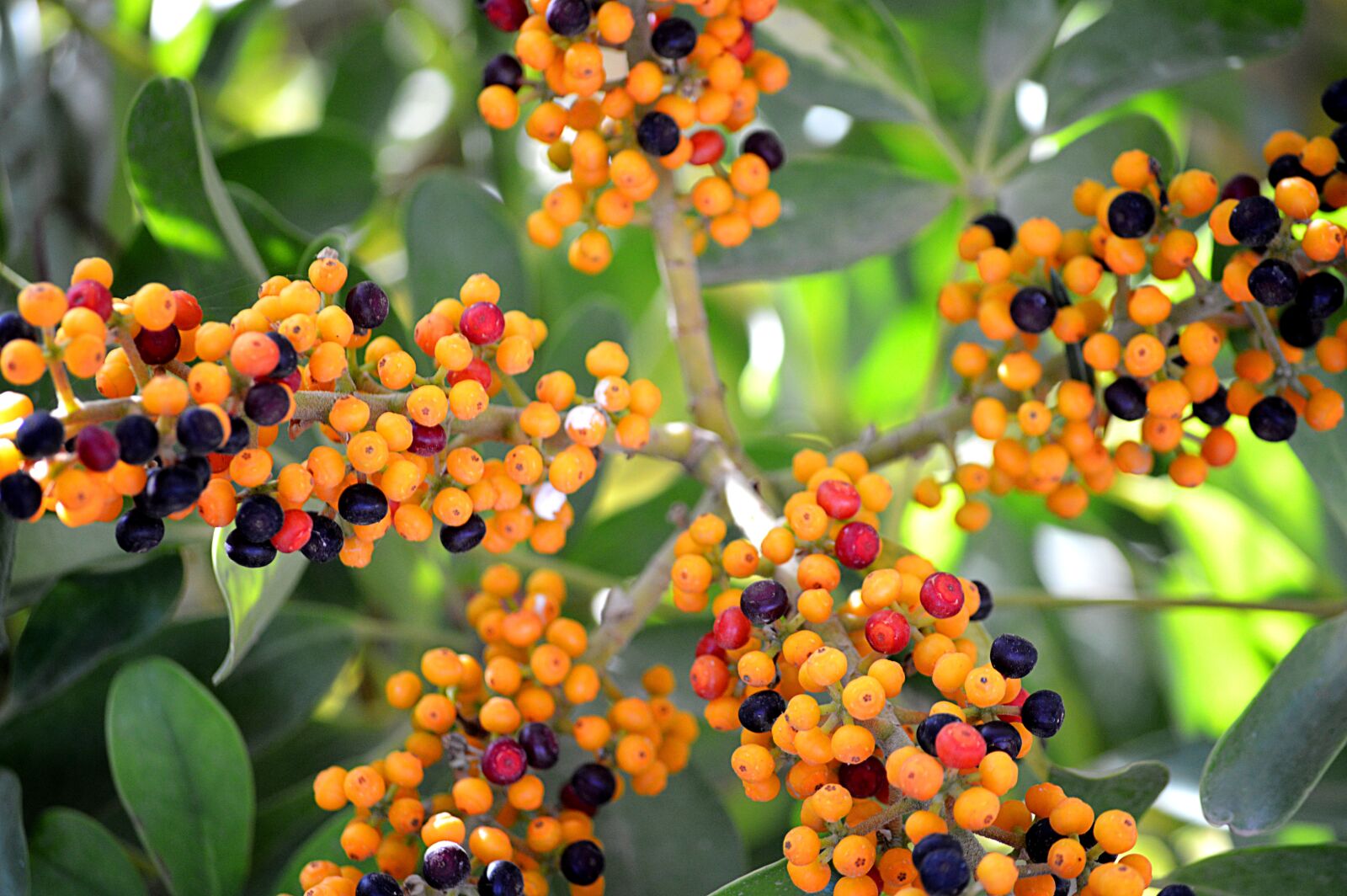 Nikon D3200 sample photo. Berries, fruits, wild photography
