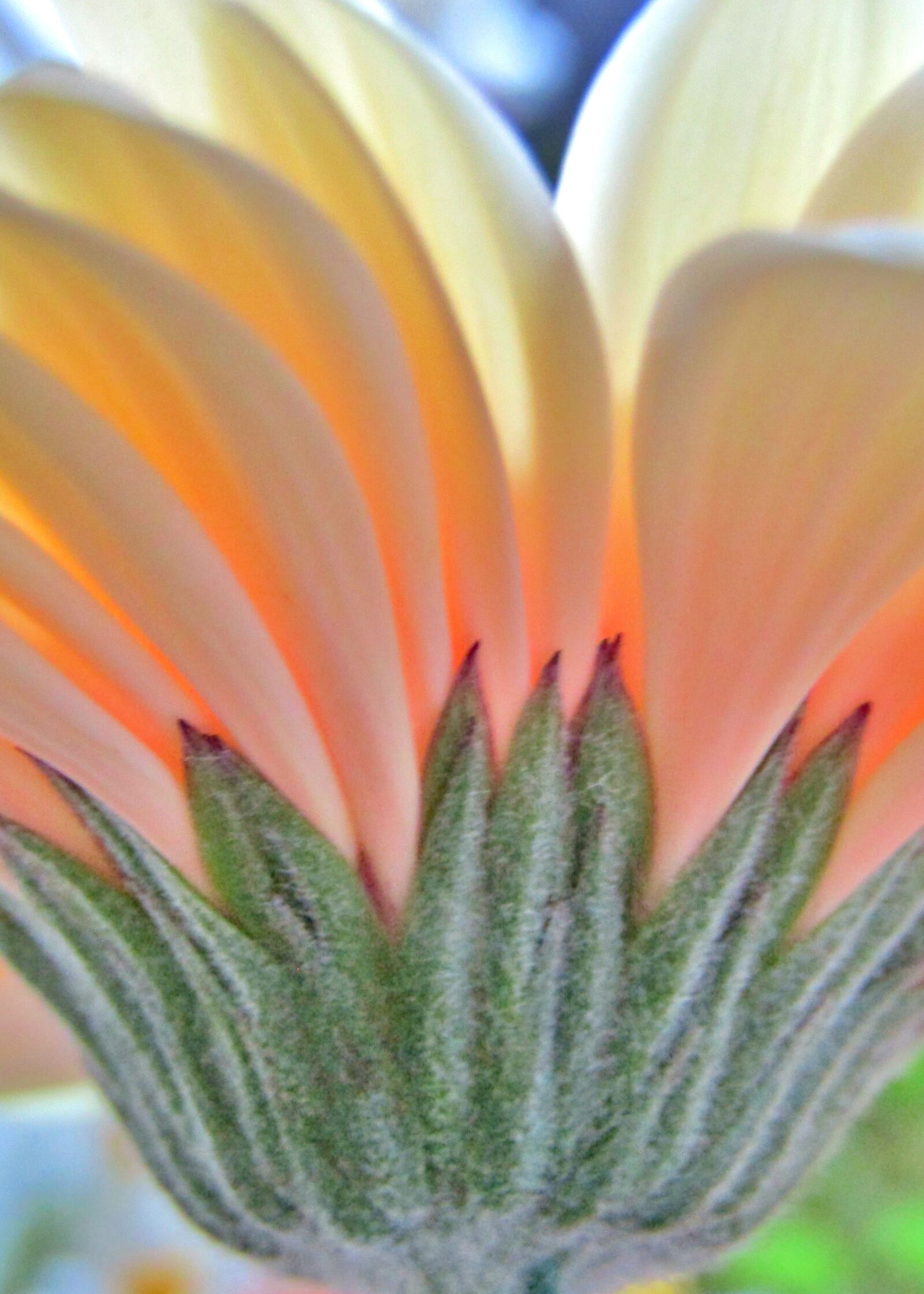 Canon POWERSHOT SX432 IS sample photo. Gerbera, flower, orange photography
