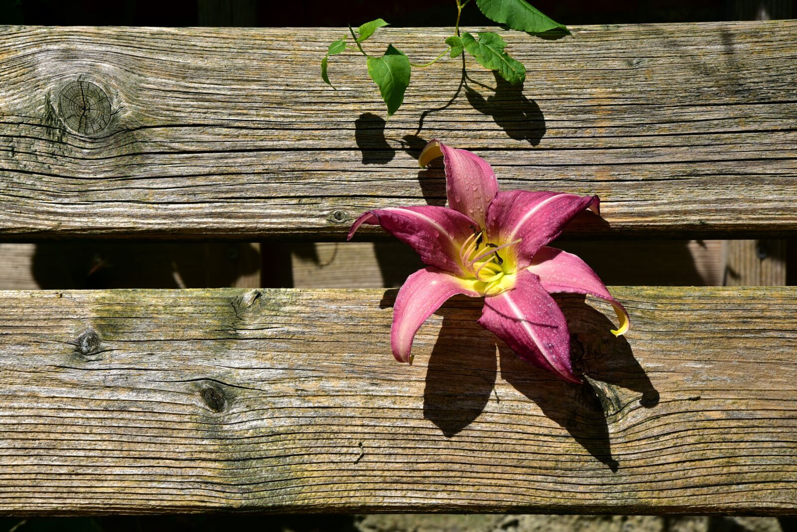 Nikon D750 sample photo. Lily, wood, boards photography