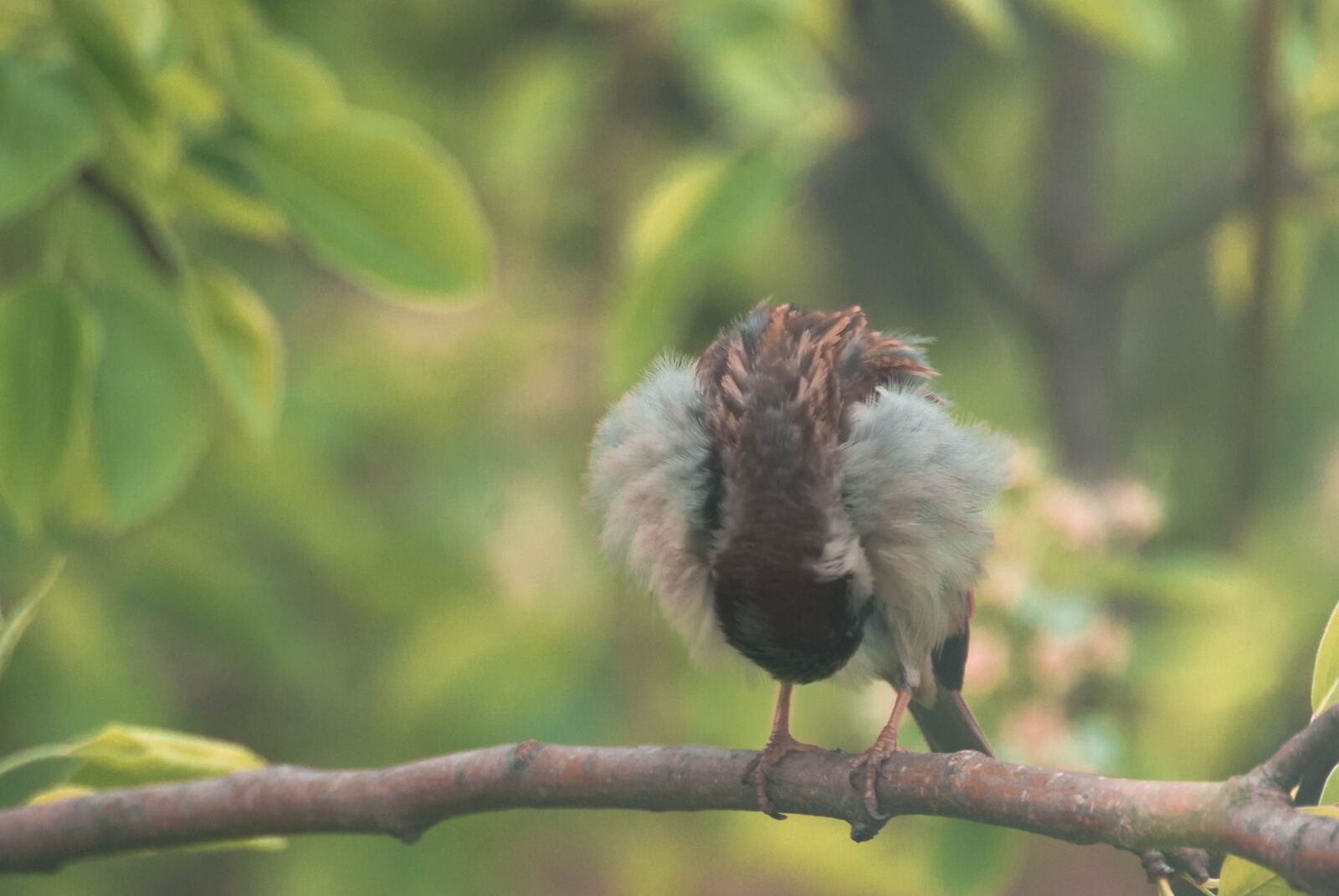 Sony Alpha DSLR-A230 sample photo. Bird, leaves, spring photography