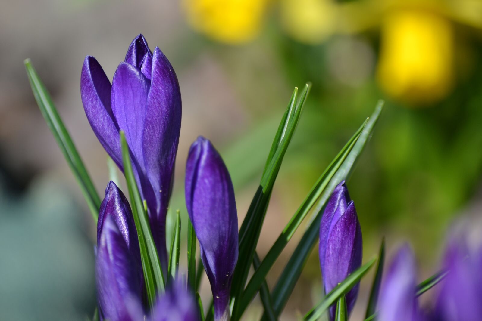 Nikon D3100 sample photo. Flower, nature, plant photography