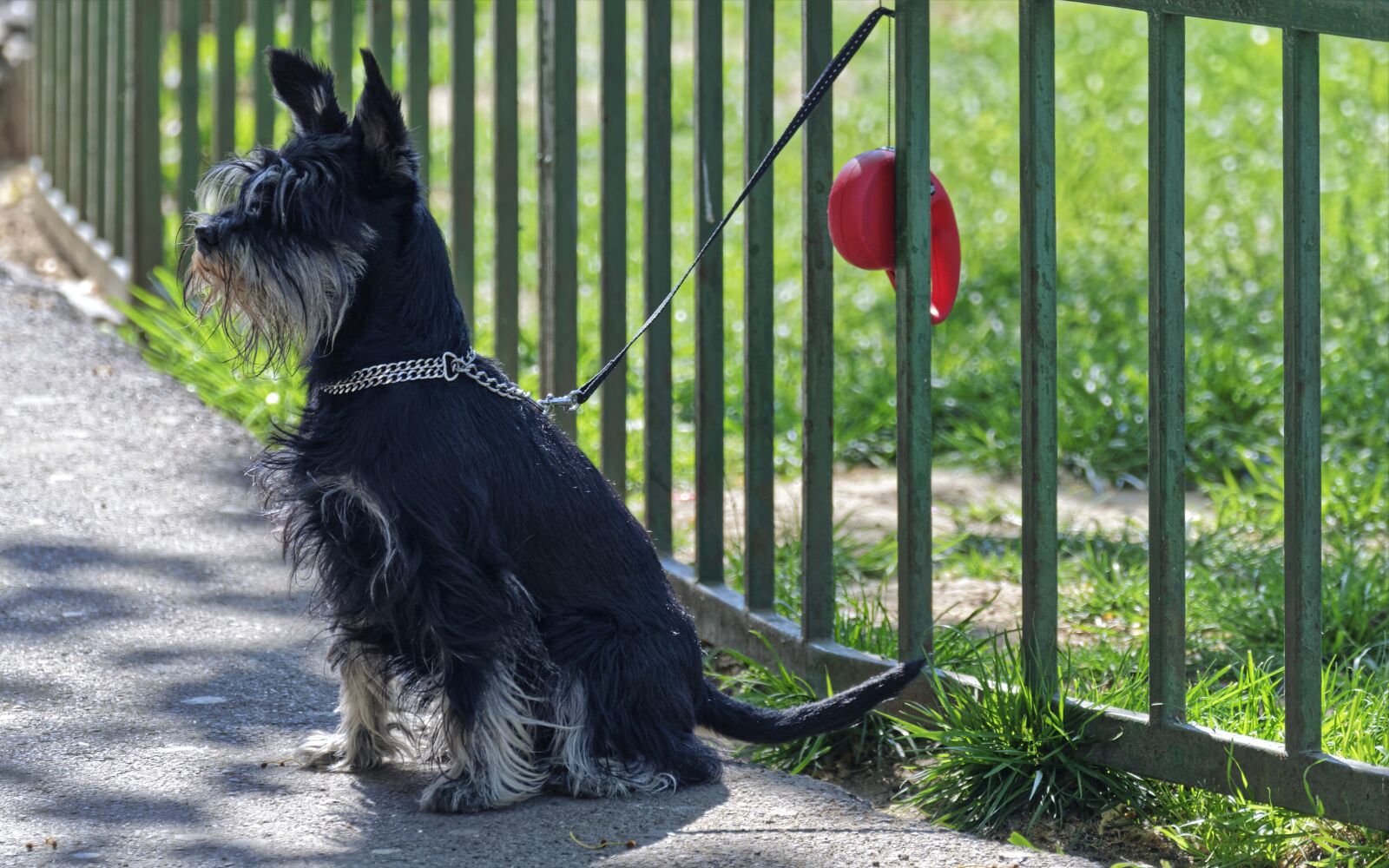 Nikon D5300 sample photo. Dog, pet, canine photography