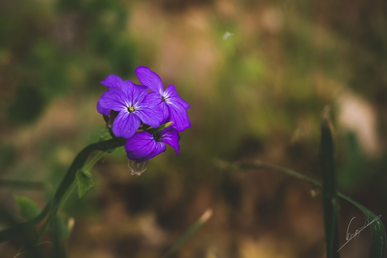 Olympus M.Zuiko Digital 14-42mm F3.5-5.6 II R sample photo. Flowers, purple flowers, blossom photography