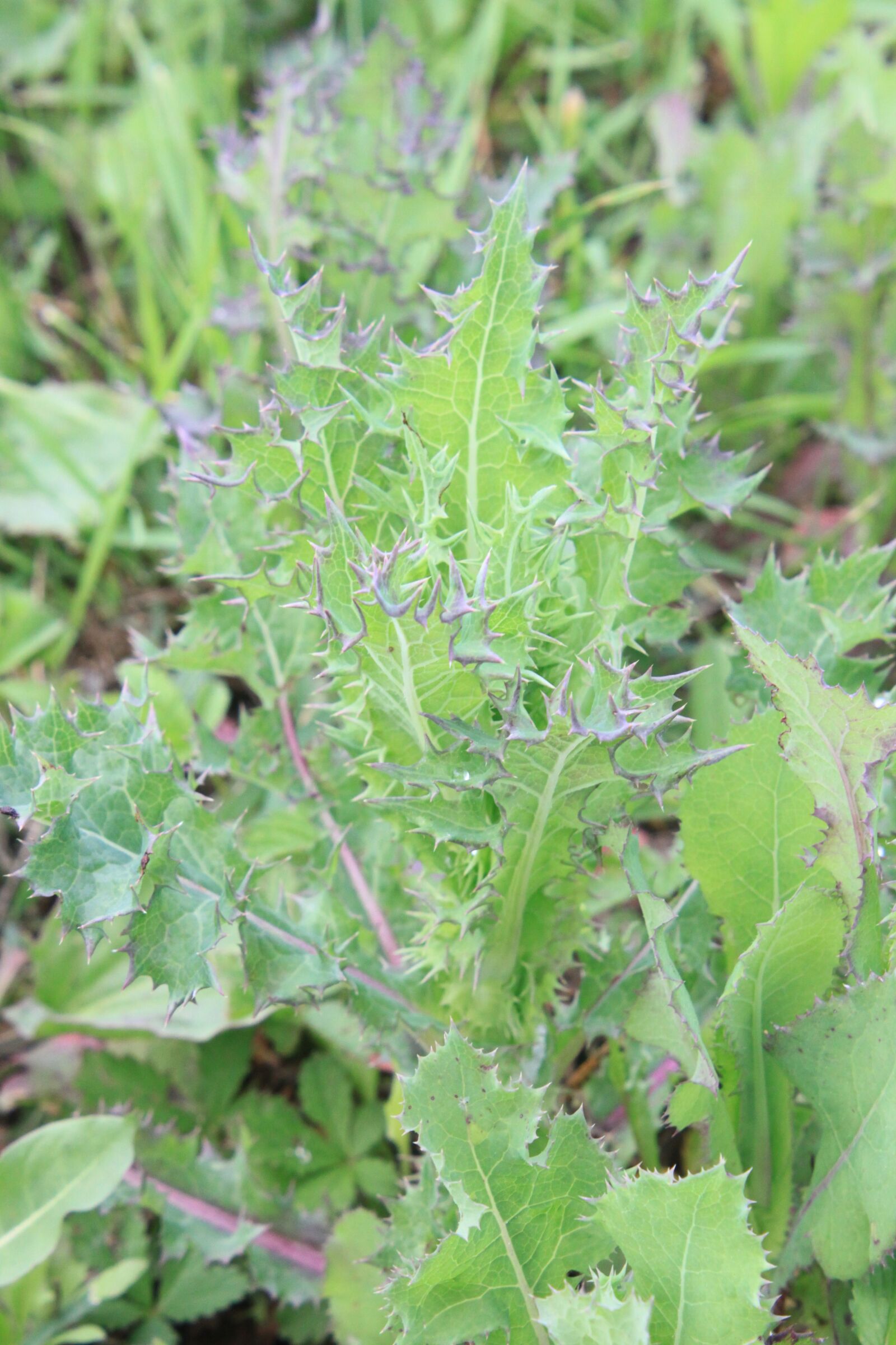 Canon EOS 500D (EOS Rebel T1i / EOS Kiss X3) sample photo. Green, oleraceus, sonchus photography
