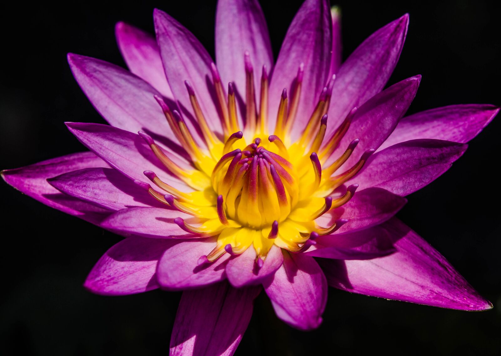Nikon D7000 sample photo. Water lily, purple, flower photography