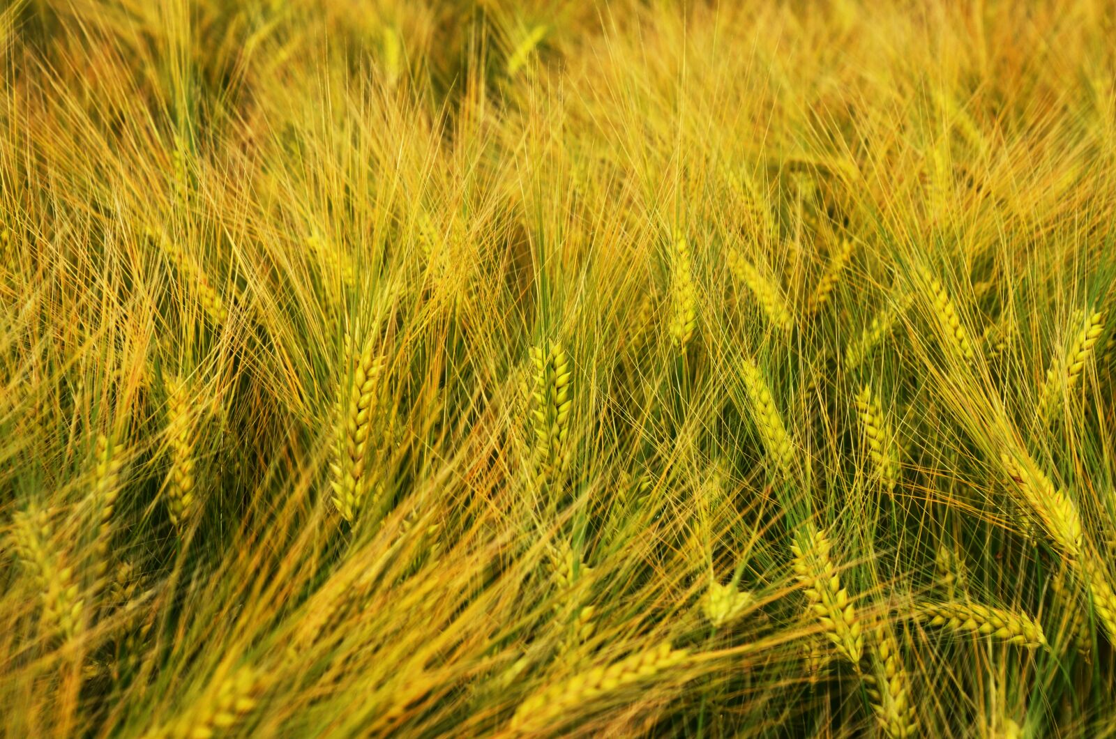 Nikon D7000 sample photo. Barley, by chaitanya k photography