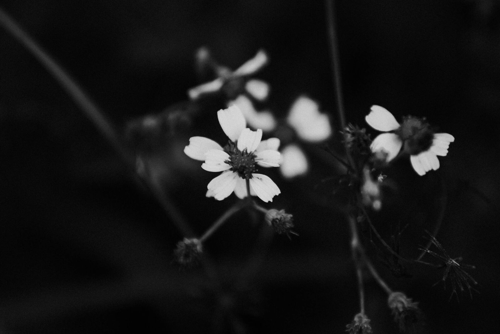 Canon EOS 60D + Sigma 70-200mm F2.8 EX DG OS HSM sample photo. Black, and, white, flower photography