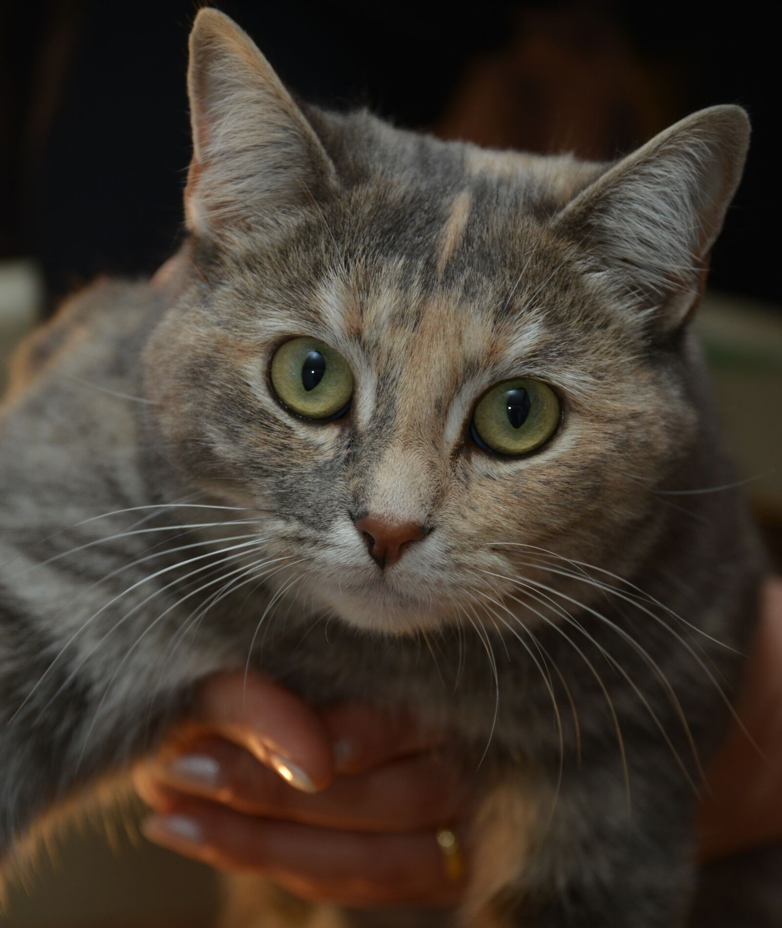 Nikon D800 sample photo. Cat, animal, eye of photography