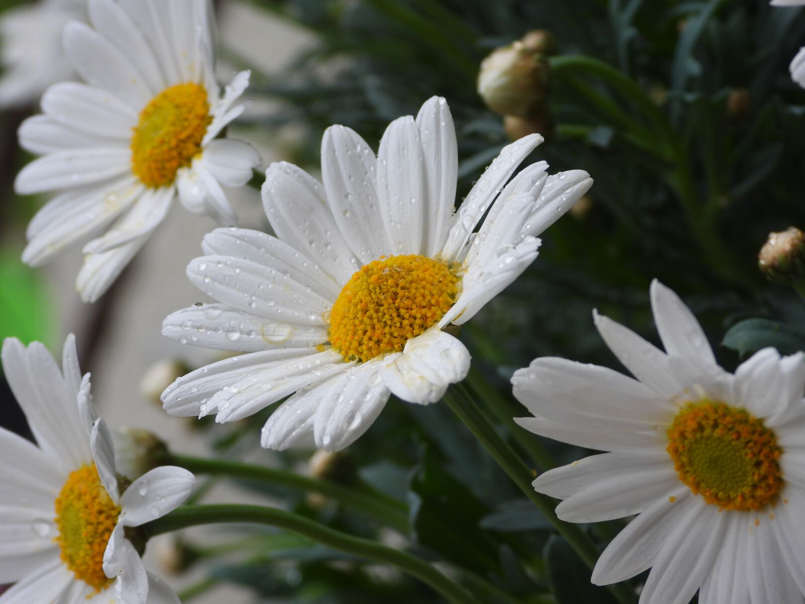 Nikon Coolpix P1000 sample photo. Margaretka, daisy, margaretki photography