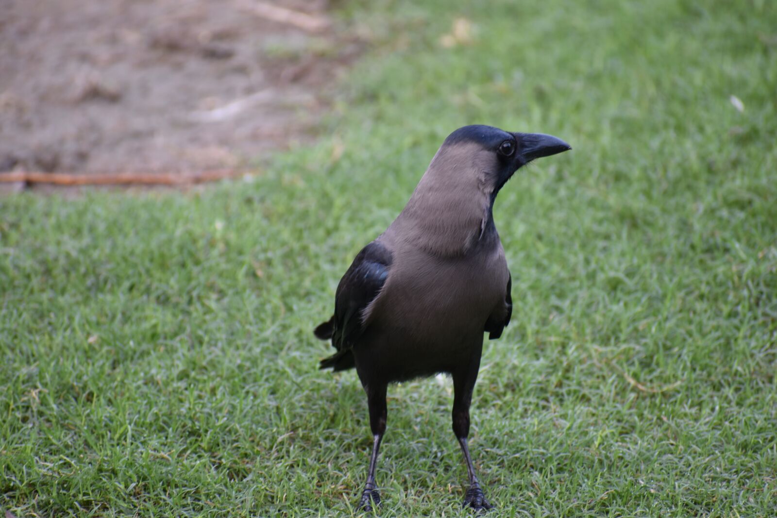 Nikon D5600 sample photo. Crow, house crow, corvus photography