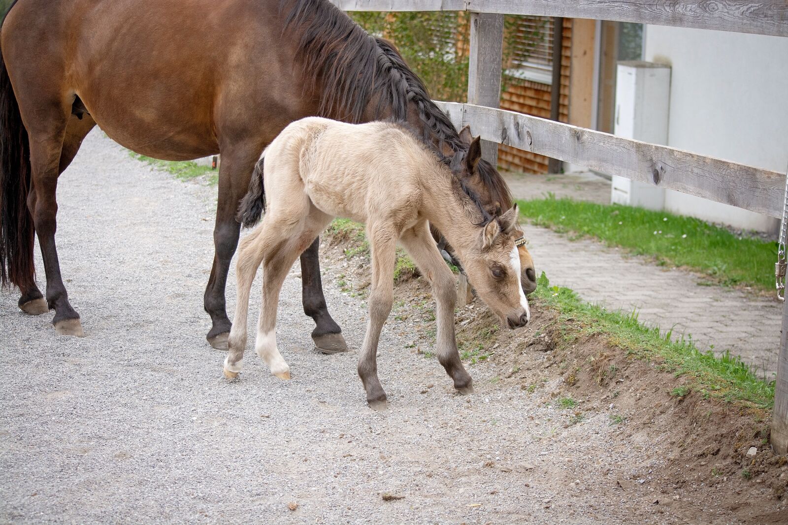 Nikon D7100 sample photo. Foal, newborn, coupling photography
