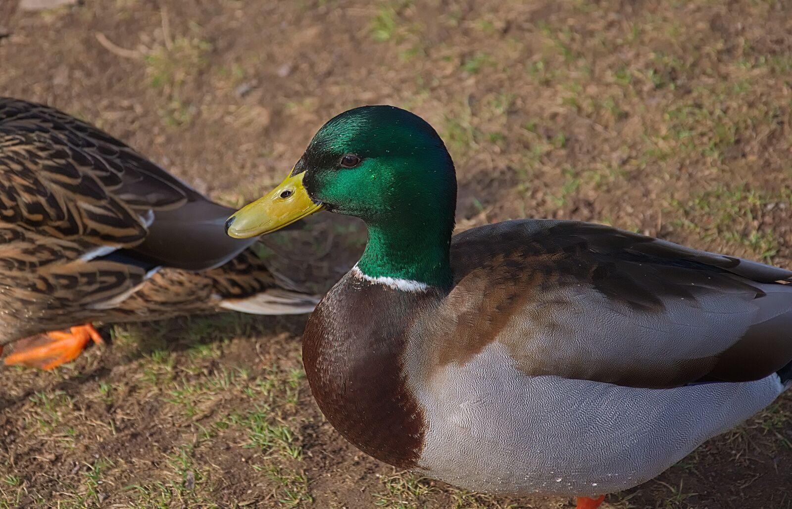 Nikon D3300 sample photo. Duck, drake, water bird photography