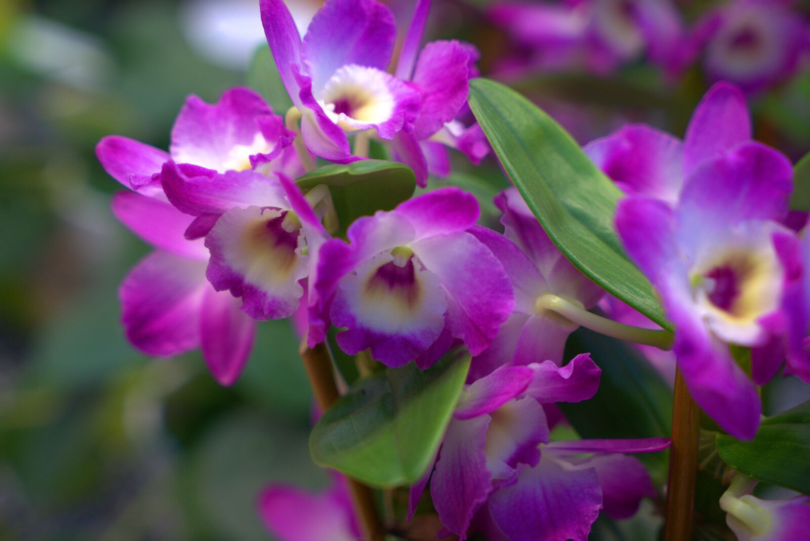 Sony a7 II + Sony Vario Tessar T* FE 24-70mm F4 ZA OSS sample photo. Flowers, spring, nature photography