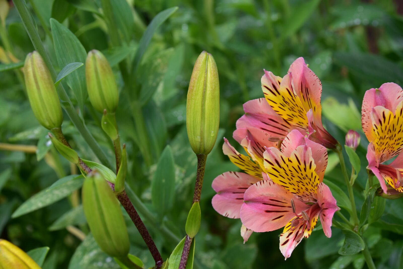 Nikon D5600 sample photo. Flower, flower color pink photography