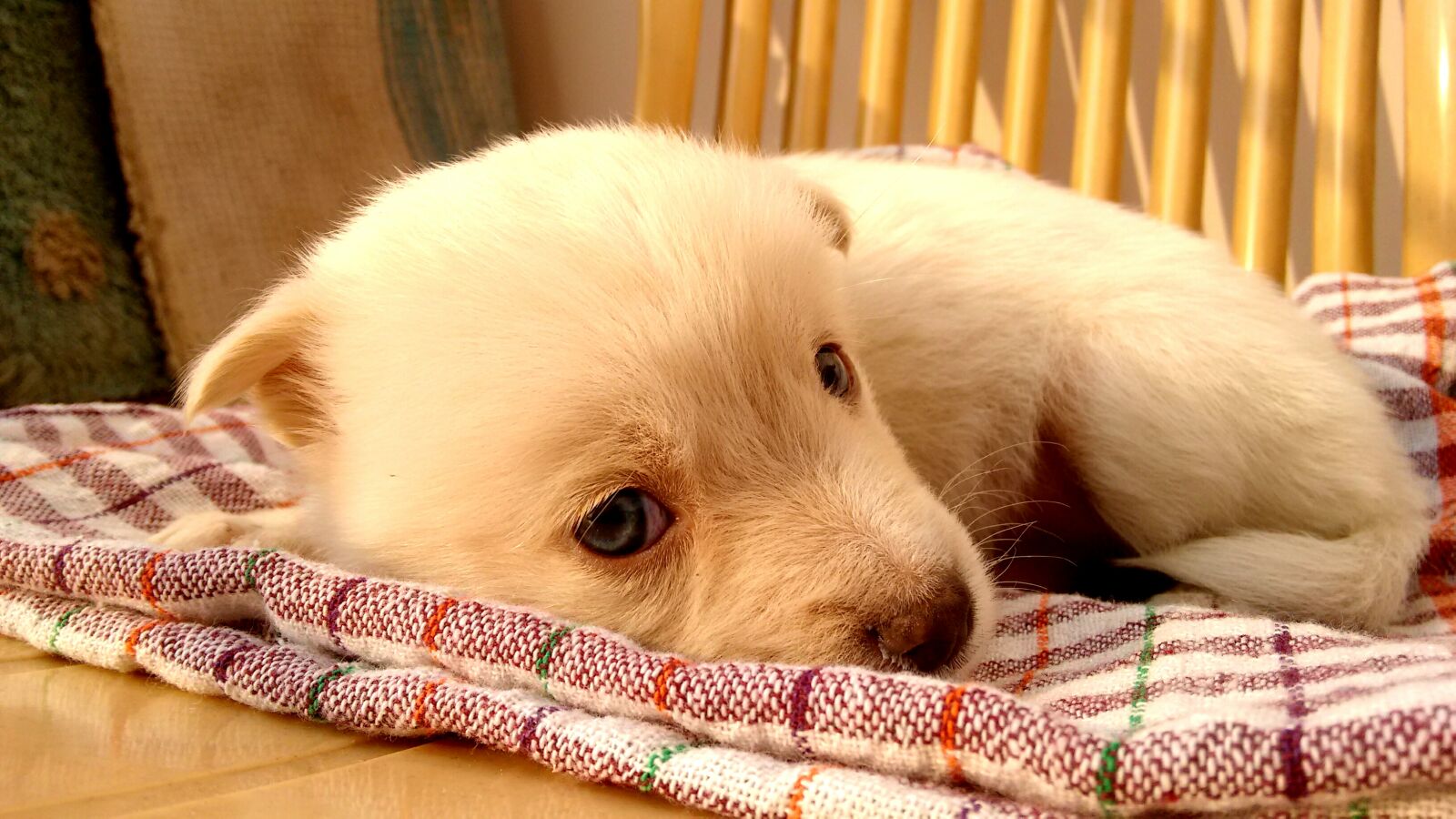 Motorola Moto G (2nd Gen) sample photo. Adorable, animal, baby, baby photography