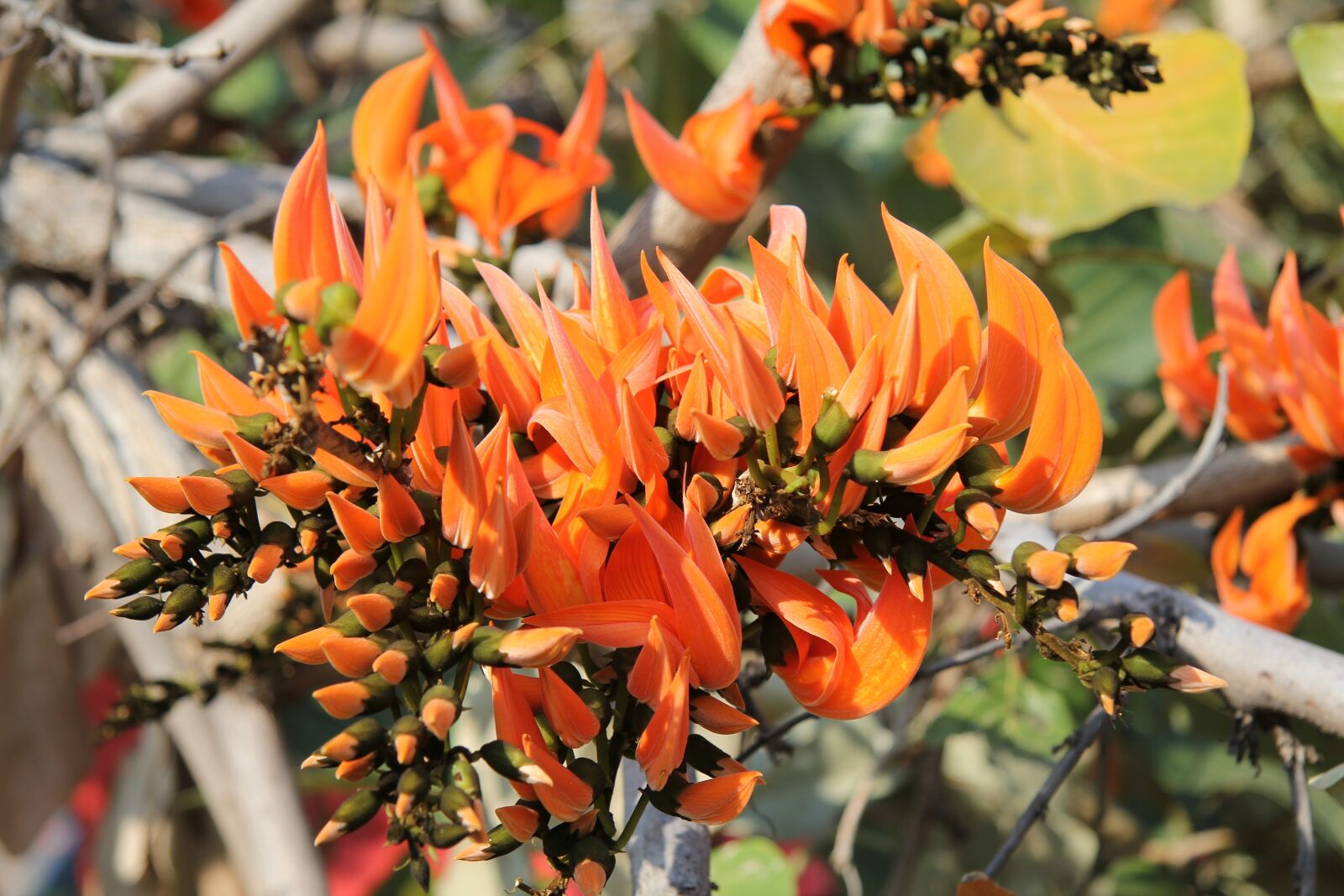 Canon EF-S 17-85mm F4-5.6 IS USM sample photo. Coral tree, erythrina caffra photography