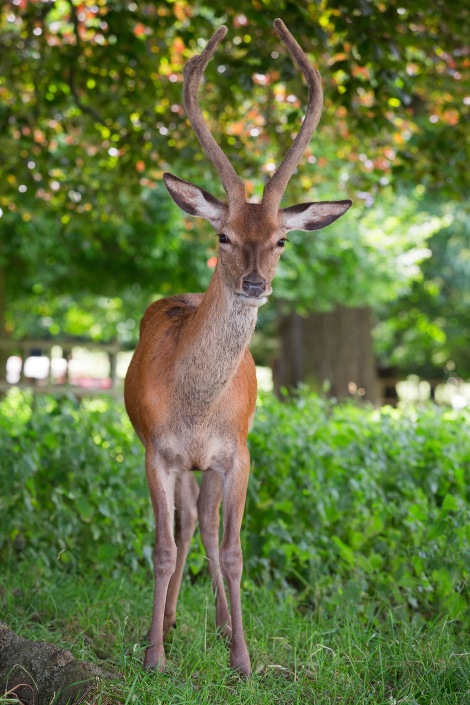 Canon EOS 5D Mark III + Canon EF 70-200mm F2.8L USM sample photo. Red deer, deer park photography