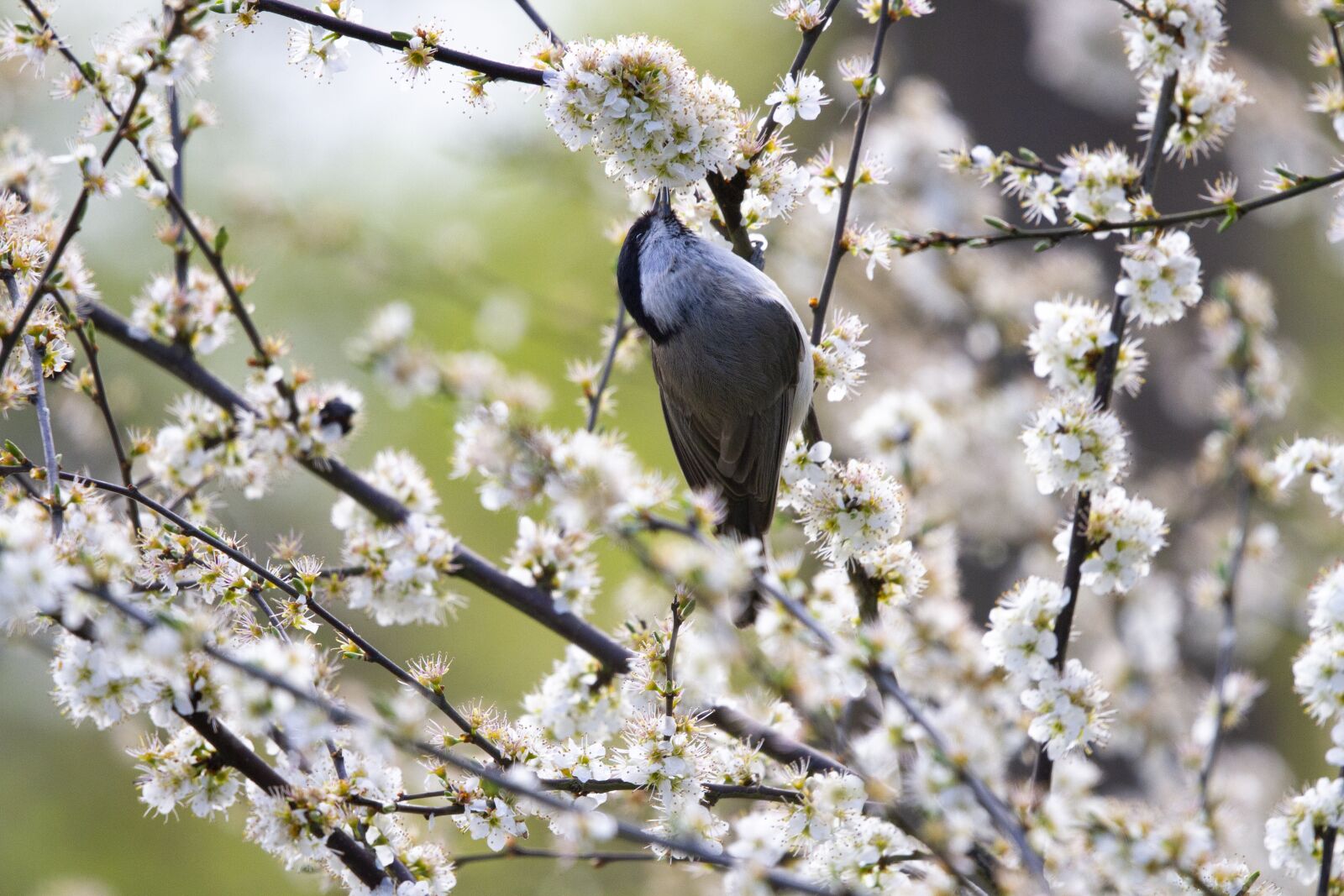 Sigma 100-400mm F5-6.3 DG OS HSM sample photo. Tit, bird, songbird photography