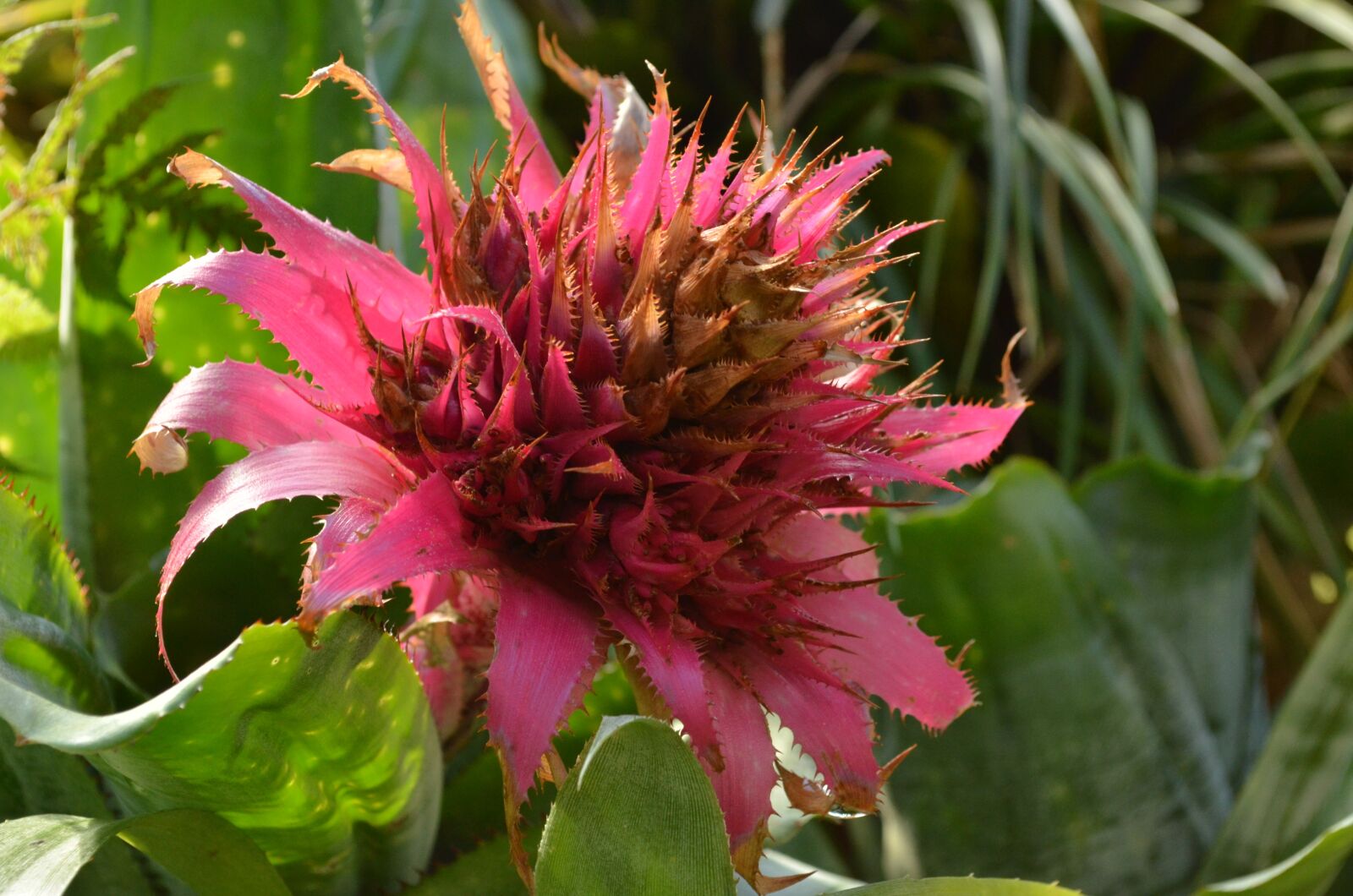 Nikon D5100 sample photo. Bromeliad, tropical, flower photography
