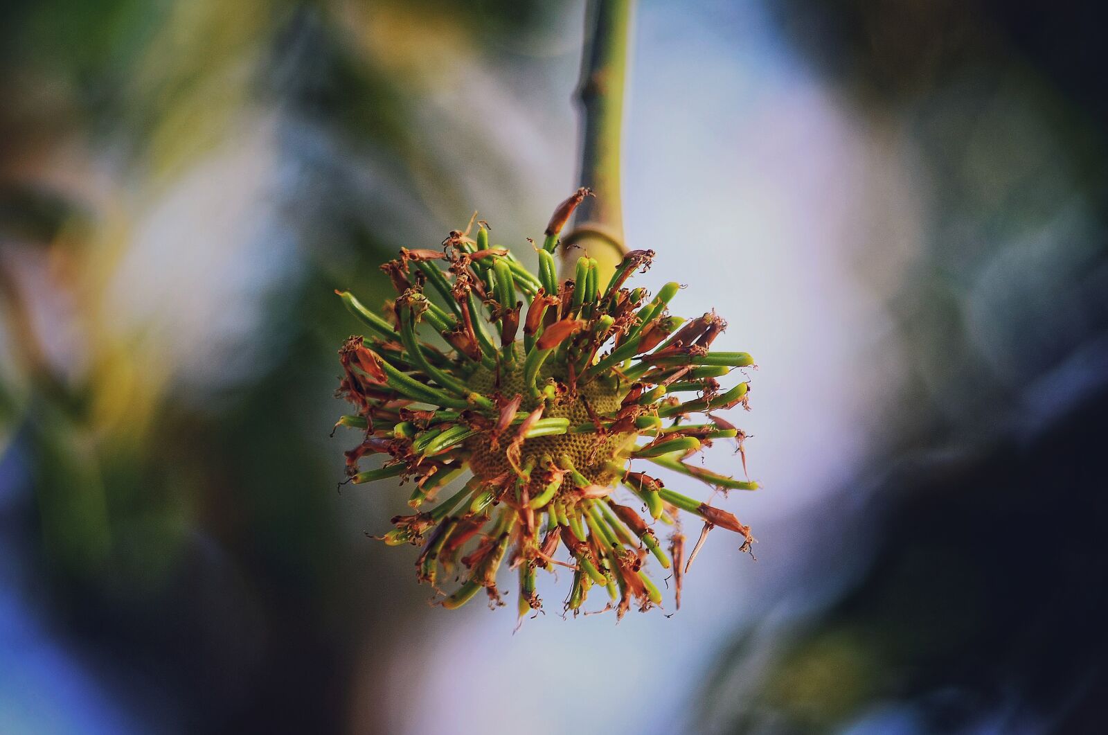 Nikon D5100 sample photo. Bud, pond pine, flower photography