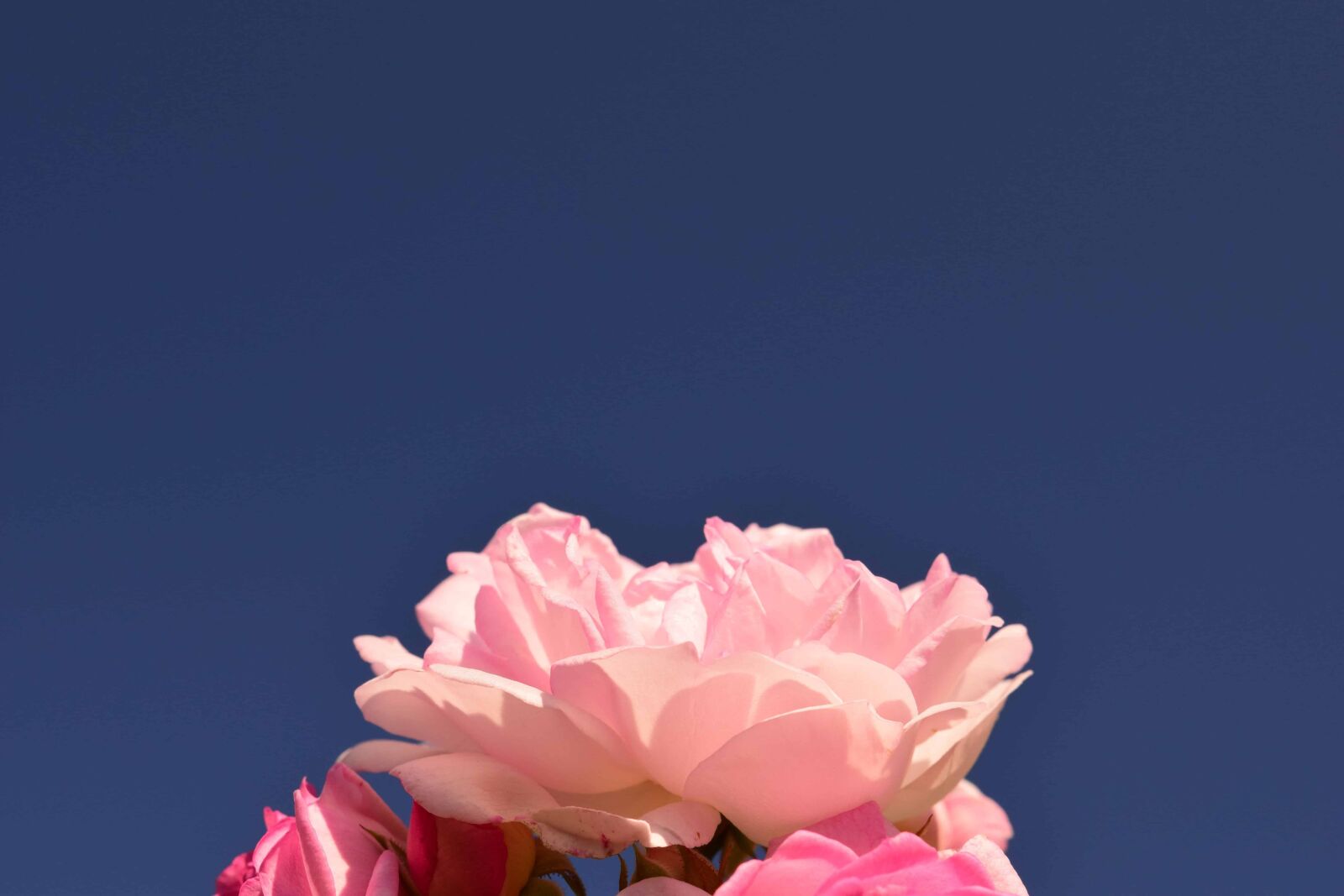 Nikon D3300 sample photo. Nature, summer, blue sky photography