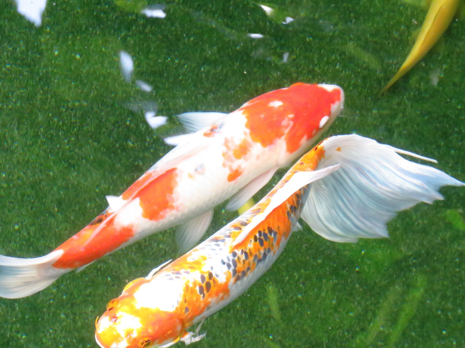Canon PowerShot SX60 HS sample photo