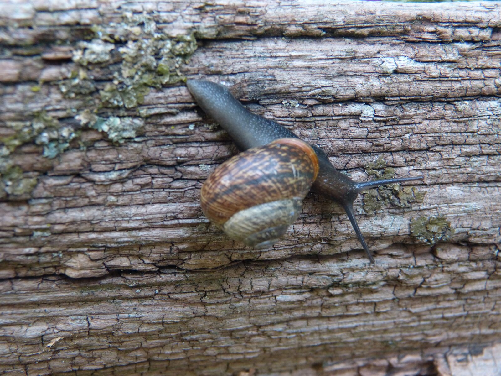 Panasonic DMC-FZ62 sample photo. Snail, bark, forest photography