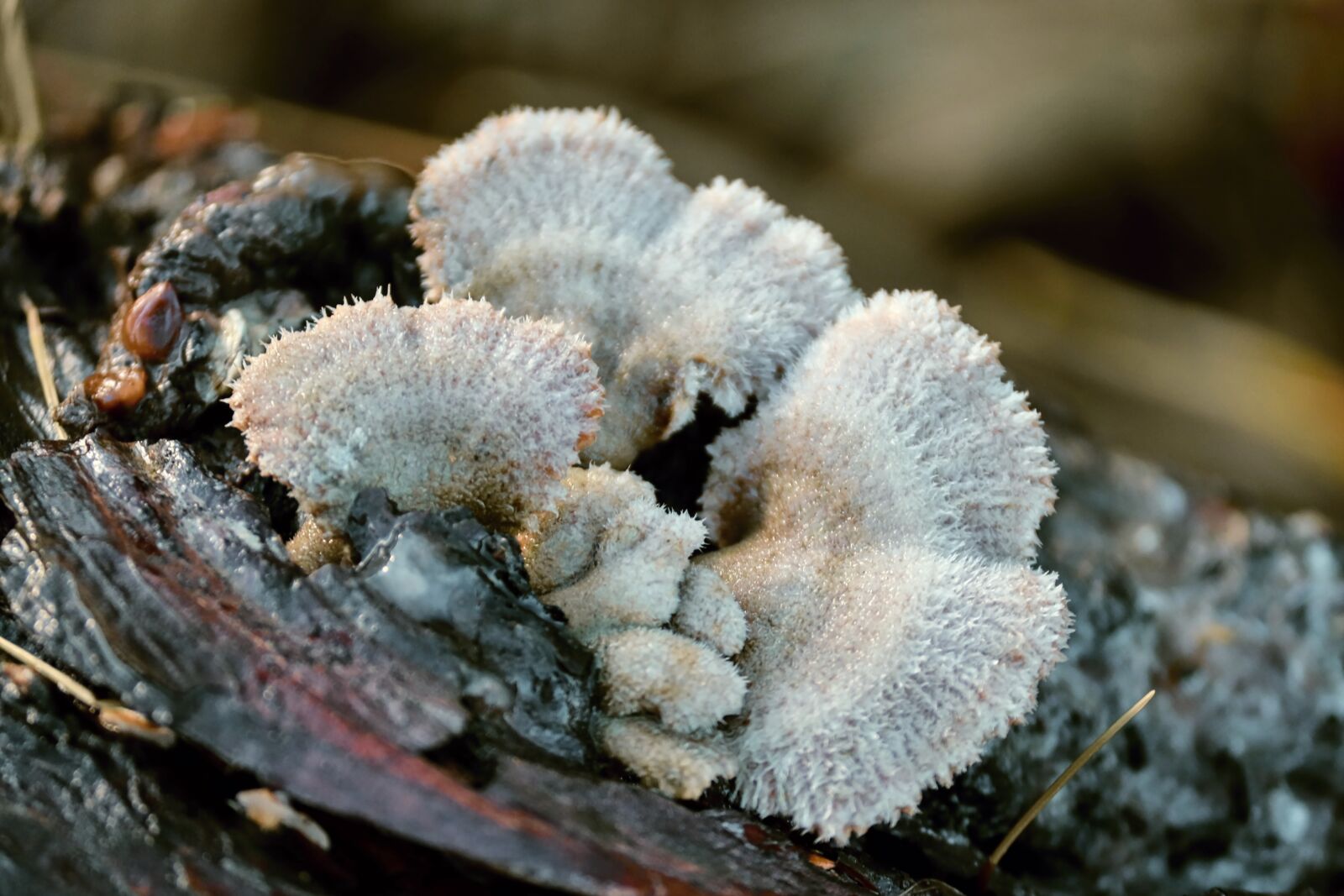 Canon EOS 200D (EOS Rebel SL2 / EOS Kiss X9) sample photo. Mushrooms, tree fungus, filigree photography