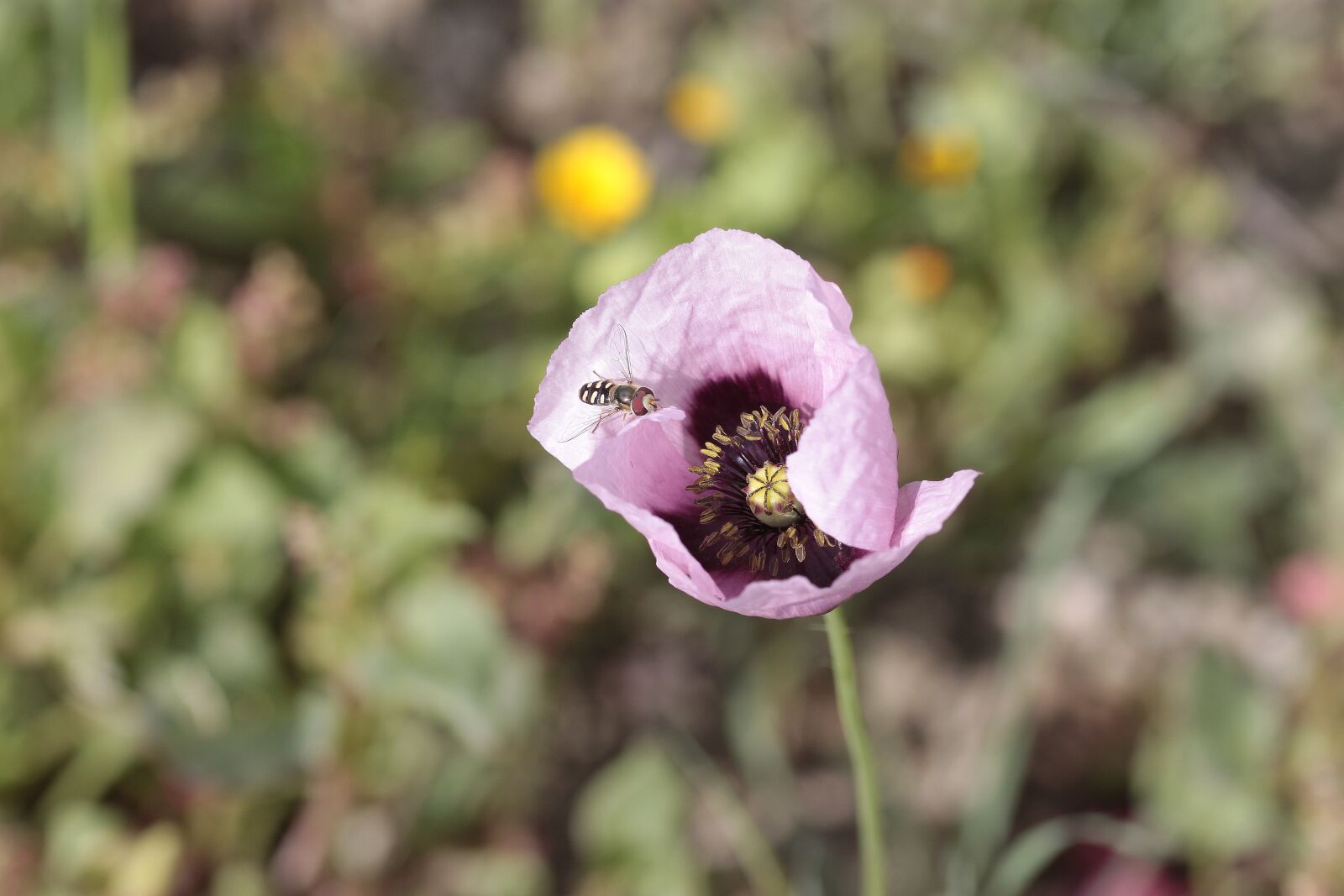 Canon EOS 500D (EOS Rebel T1i / EOS Kiss X3) sample photo. Flower, nature, plant photography