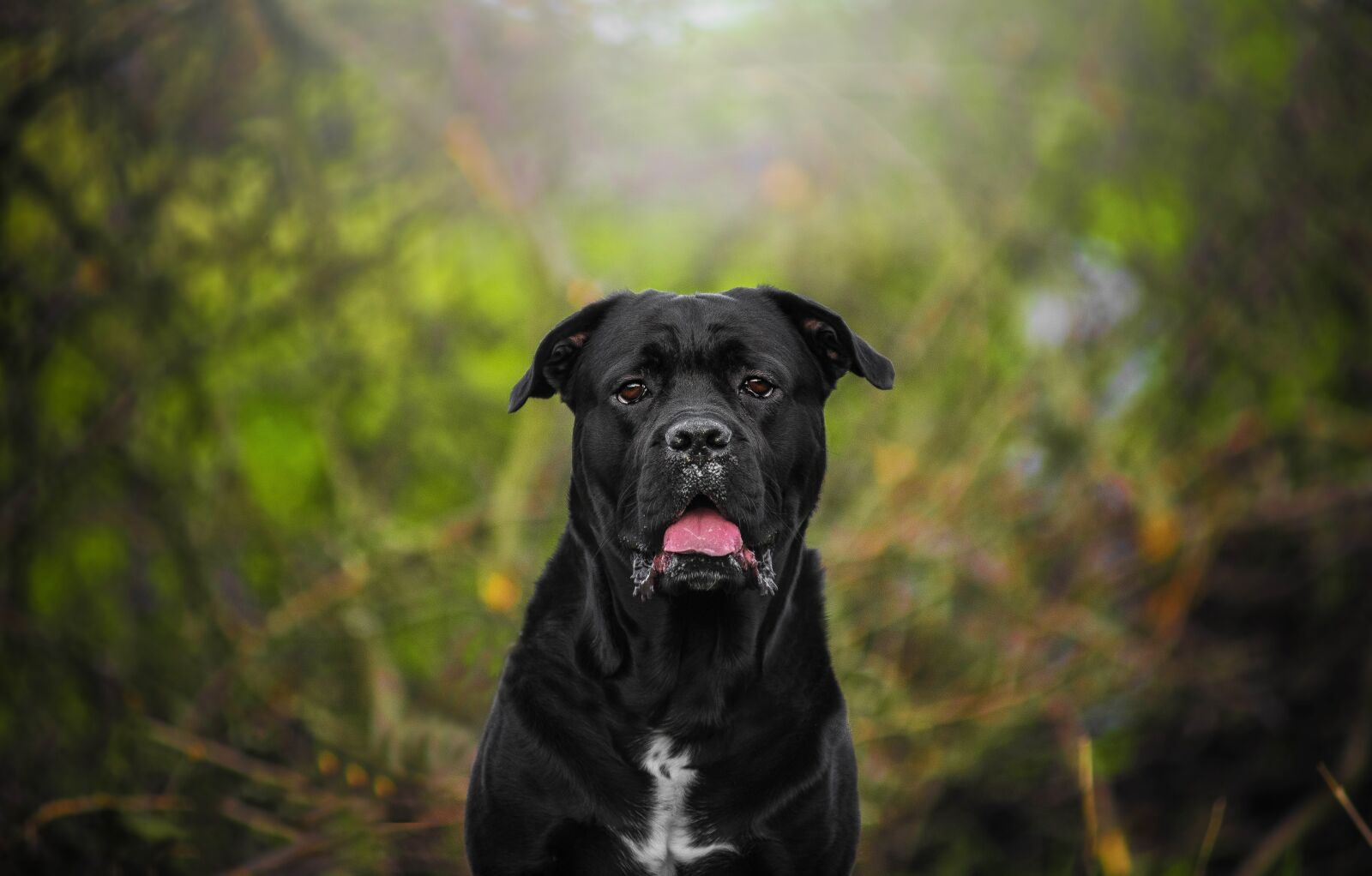 Nikon D750 sample photo. Puppy, animal, cute photography