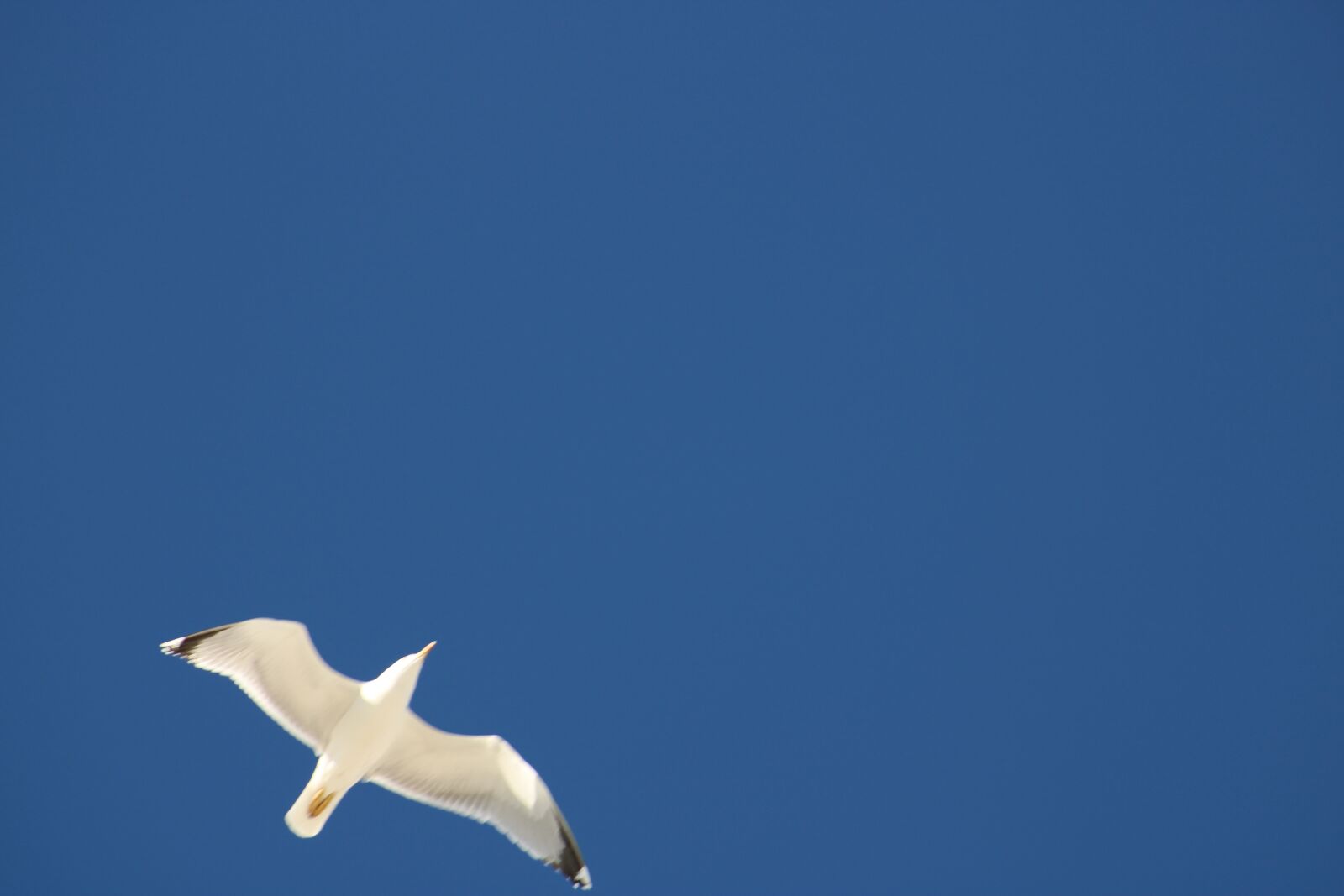 Canon EF75-300mm f/4-5.6 sample photo. Seagull, gull, sky photography