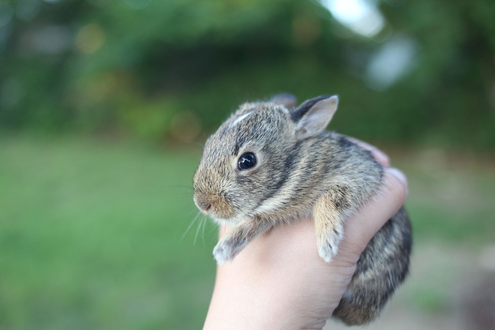 Canon EOS 5D Mark II sample photo. Rabbit, bunny, animal photography