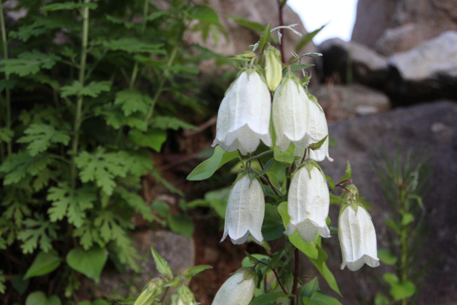 Canon EOS 650D (EOS Rebel T4i / EOS Kiss X6i) sample photo. Lanterns, flowers, plants photography