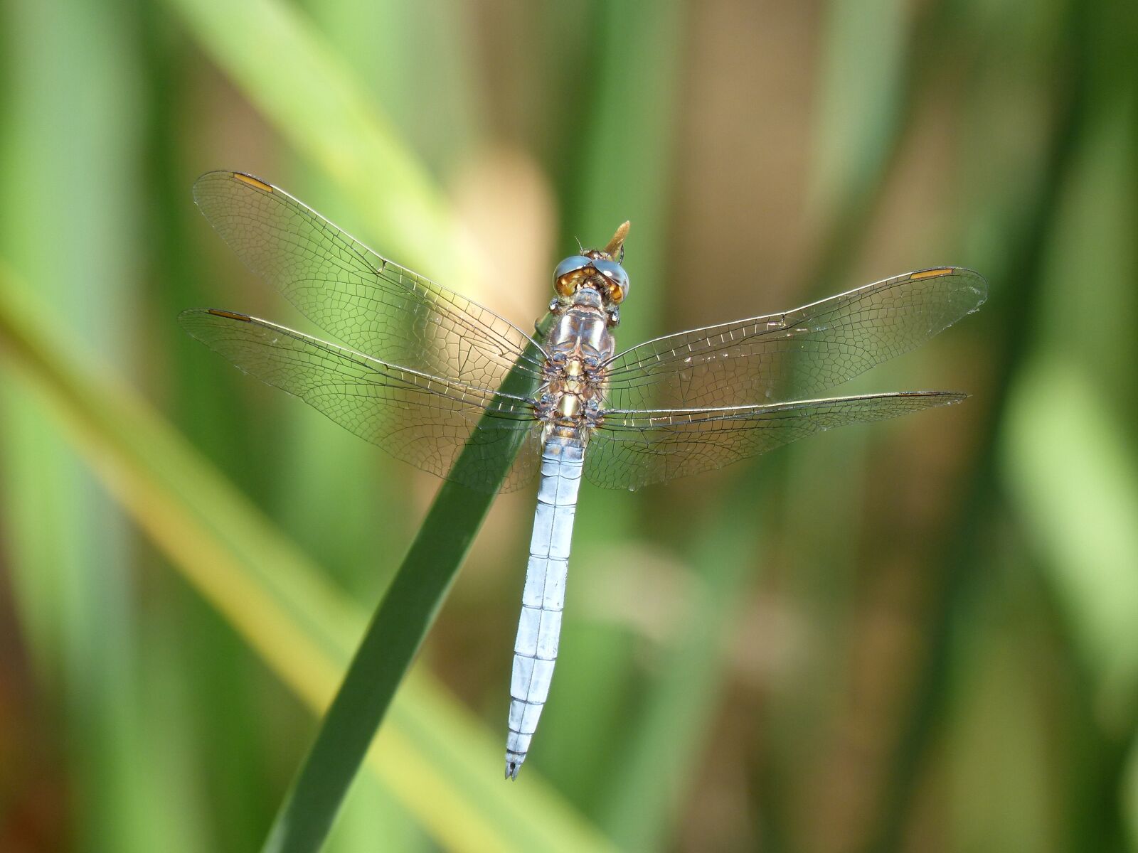 Panasonic DMC-FZ62 sample photo. Dragonfly, orthetrum brunneum, blue photography