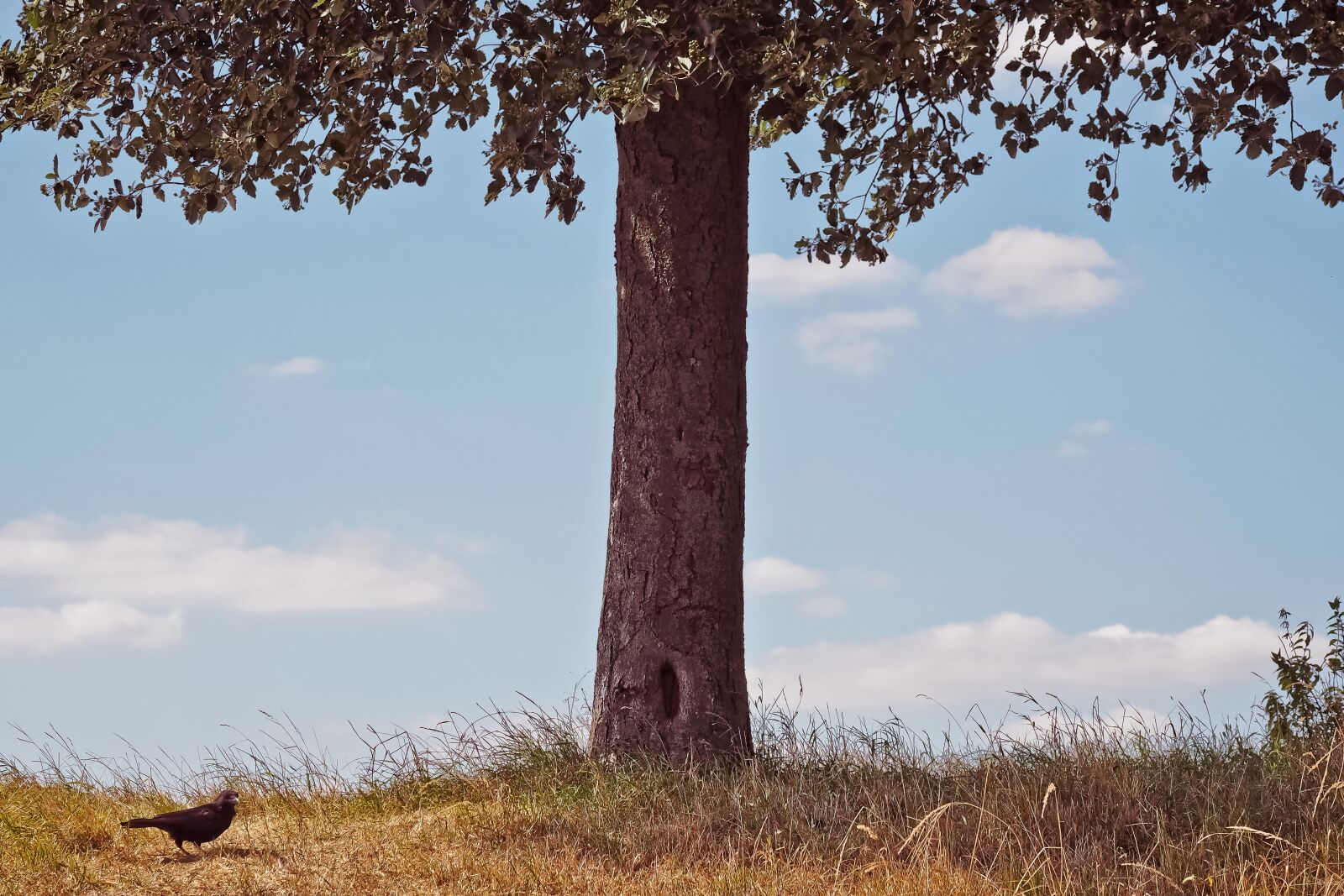 Olympus OM-D E-M10 sample photo. Tree, meadow, landscape photography