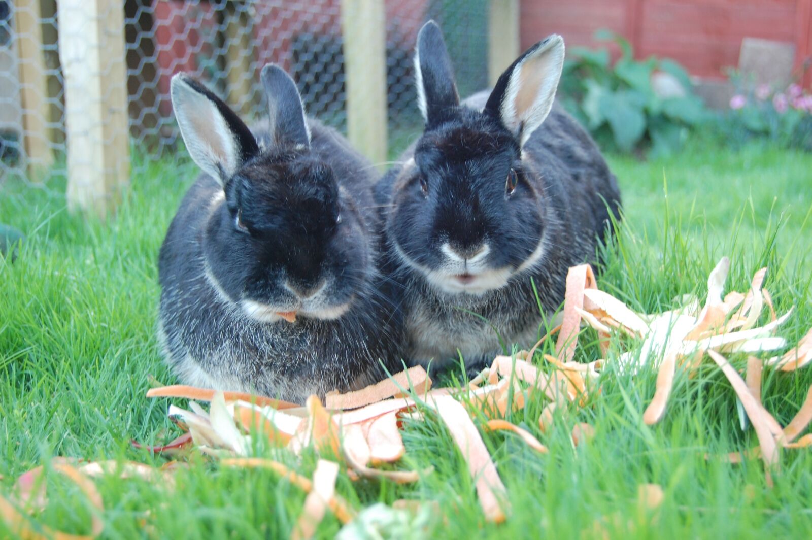Nikon D40 sample photo. Rabbits, twins, bunnies photography
