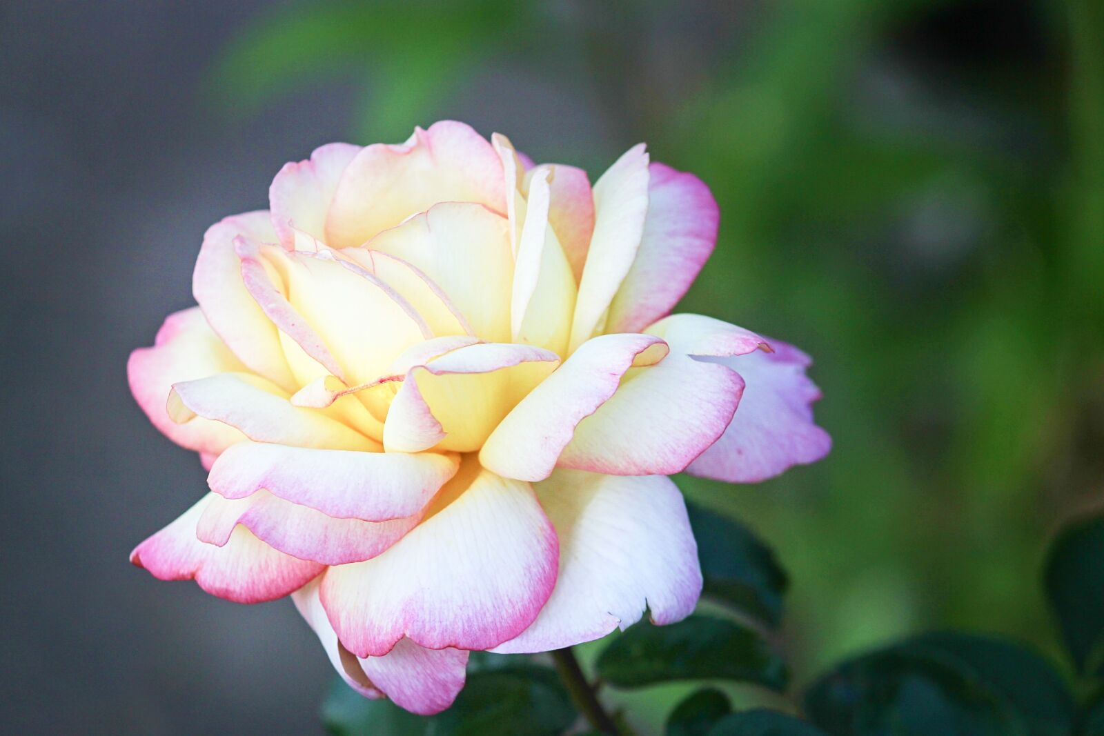 Canon EOS 1100D (EOS Rebel T3 / EOS Kiss X50) sample photo. Rose, pink, white photography